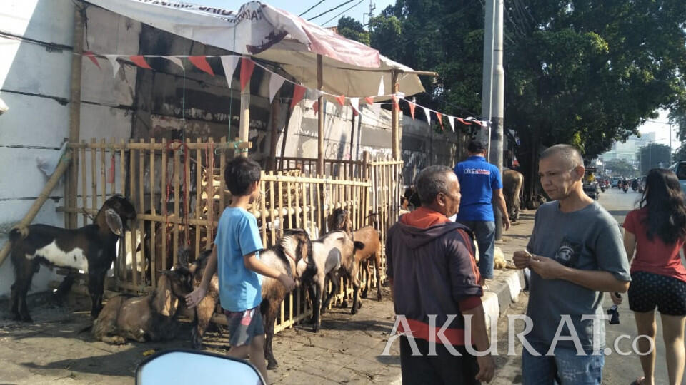 Sudah Dilarang Anies, Pedagang Hewan Kurban Tetap Kuasai Trotoar Tanah Abang