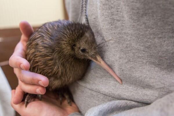 8 Burung Ini Ditakdirkan Tak Bisa Terbang, Kasihan atau Justru Untung?