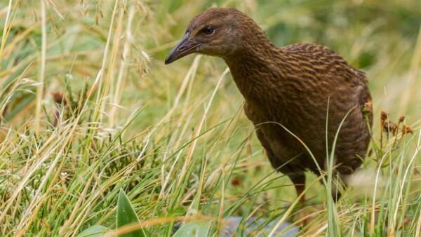 8 Burung Ini Ditakdirkan Tak Bisa Terbang, Kasihan atau Justru Untung?