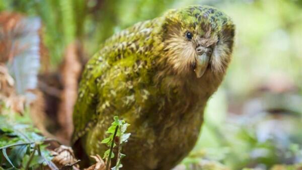 8 Burung Ini Ditakdirkan Tak Bisa Terbang, Kasihan atau Justru Untung?