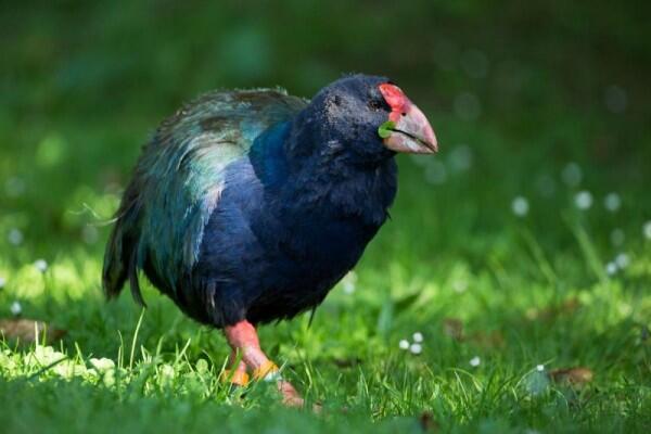 8 Burung Ini Ditakdirkan Tak Bisa Terbang, Kasihan atau Justru Untung?