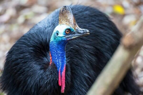 8 Burung Ini Ditakdirkan Tak Bisa Terbang, Kasihan atau Justru Untung?
