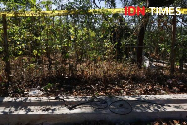 Mengenal Pohon Sengon dan Manfaatnya bagi Kehidupan