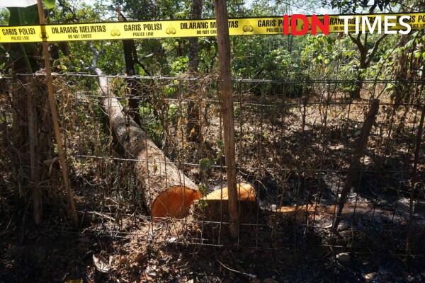 Mengenal Pohon Sengon dan Manfaatnya bagi Kehidupan