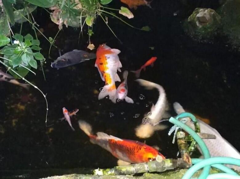 Ikan Koinya Mati, 2 Warga Jaksel Gugat PLN ke PN Jaksel