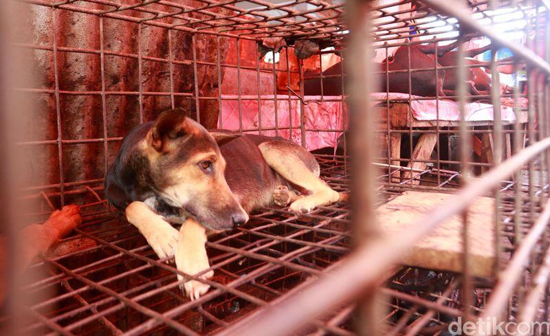 Foto: Anjing Hingga Ular Pun Dimakan di Tomohon