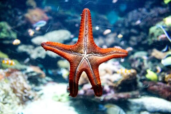 Tidak Memiliki Otak, Ini 7 Fakta Menakjubkan Tentang Bintang Laut