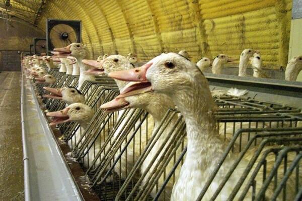 Sadis, 15 Makanan Ini Disajikan dengan Cara Menyiksa Binatang!