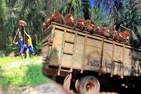 Ketika Pemerintah Promosi Sawit Indonesia