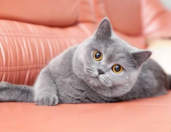 Inilah 10 Jenis Kucing Paling Mahal di Dunia, Mau Pelihara Mereka?