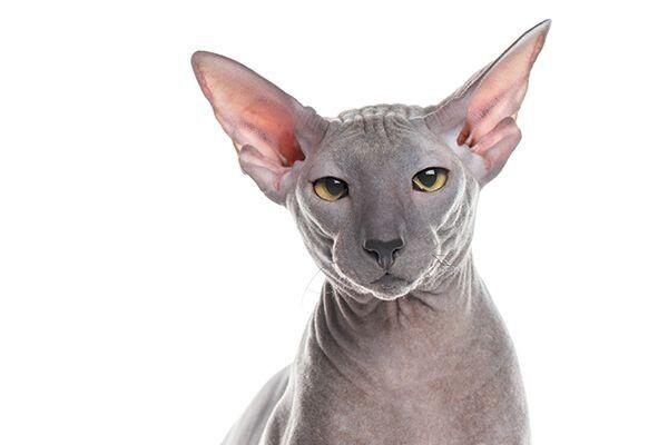 Inilah 10 Jenis Kucing Paling Mahal di Dunia, Mau Pelihara Mereka?