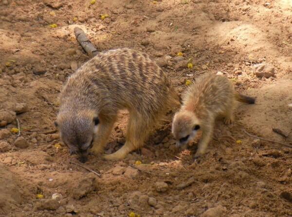 Belajar dari Timon 'Lion King', 5 Cara Unik Bersosialisasi ala Meerkat
