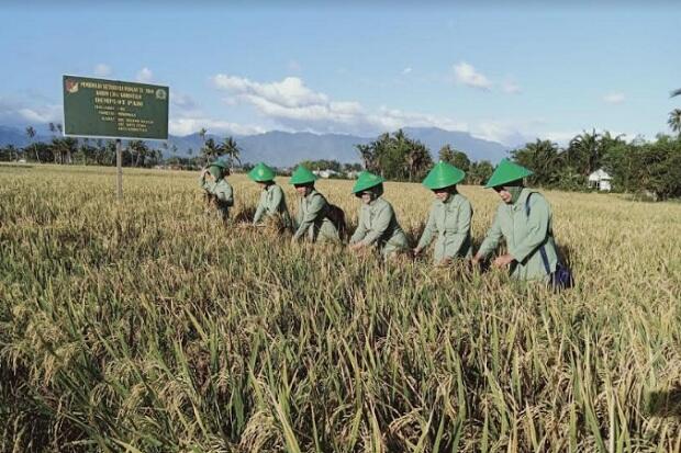 Ketika Ibu-Ibu Persit di Gorontalo Ikut Panen Padi
