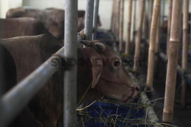 Jokowi Serahkan Sapi Kurban 1,2 Ton ke Masjid Al Akbar Surabaya