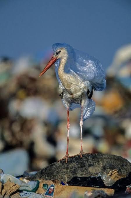 Potret Pilu Dampak Sampah Terhadap Kehidupan Binatang