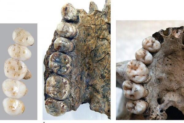Spesies Manusia Purba Baru, 9 Fakta Menarik Homo Iuzonensis