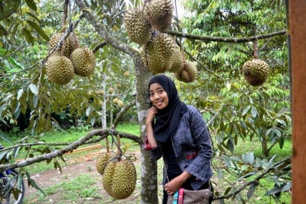 6 Daerah Penghasil Durian Terenak di Pulau Jawa, Makan Sampai Mblenger