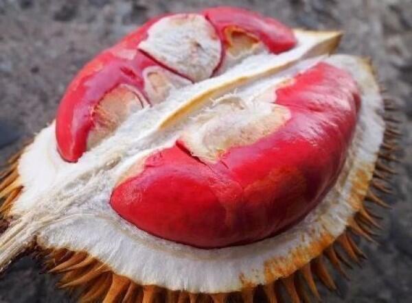 6 Daerah Penghasil Durian Terenak di Pulau Jawa, Makan Sampai Mblenger