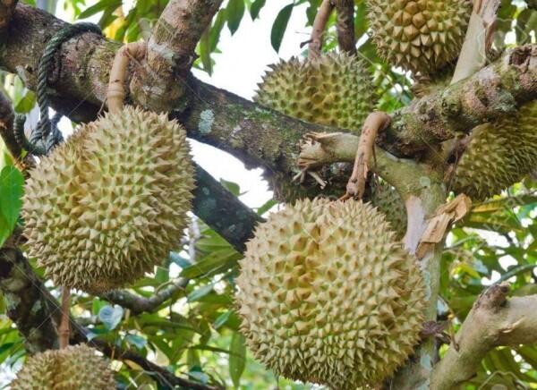 6 Daerah Penghasil Durian Terenak di Pulau Jawa, Makan Sampai Mblenger