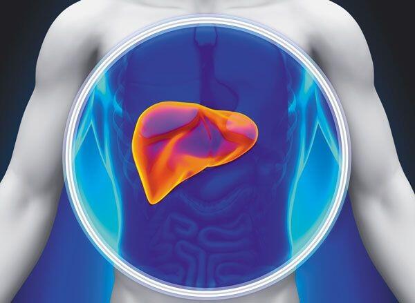 5 Fakta Menarik Organ Hati Manusia, Bisa Regenerasi Sendiri Lho