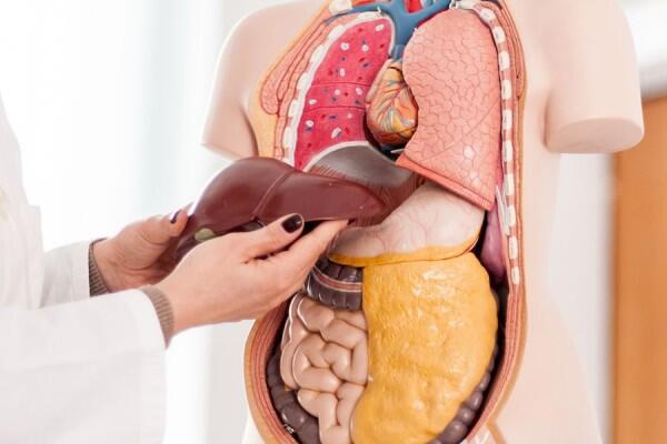 5 Fakta Menarik Organ Hati Manusia, Bisa Regenerasi Sendiri Lho
