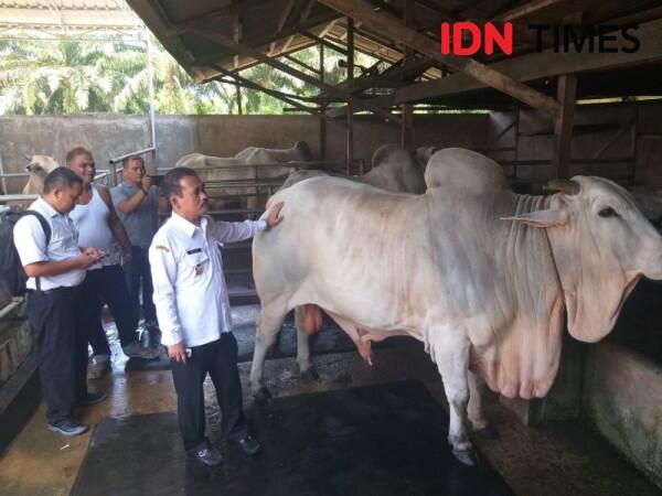 Ini 3 Tips Memilih Hewan Kurban yang Baik untuk Iduladha