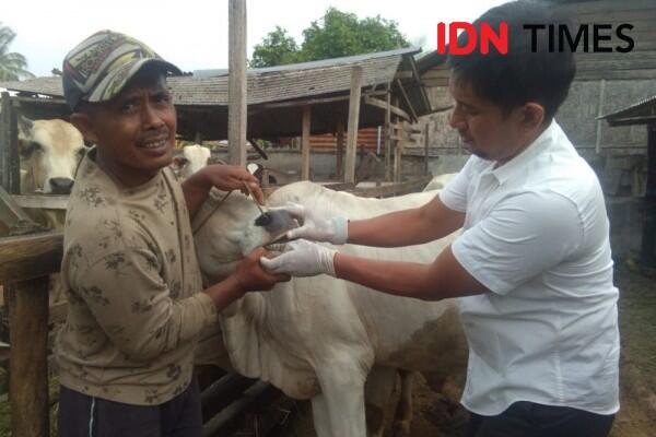 Ini 3 Tips Memilih Hewan Kurban yang Baik untuk Iduladha