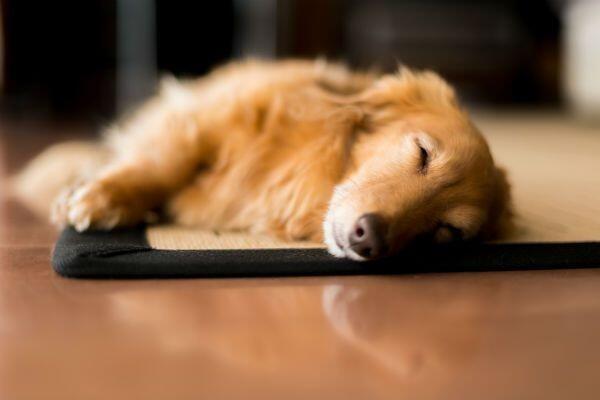 Ternyata Anjing Juga Bisa Depresi, Kenali 7 Tanda Khususnya di Sini!