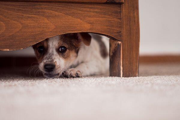 Ternyata Anjing Juga Bisa Depresi, Kenali 7 Tanda Khususnya di Sini!