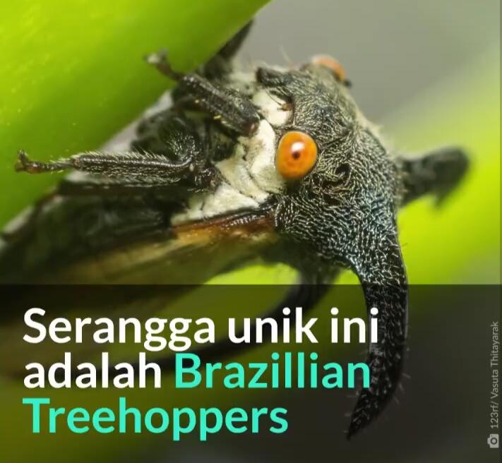 Unik Dan Menarik, Aku Terpesona Tidak Percaya Kau Ada
