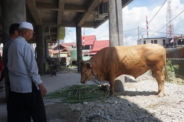 Presiden Jokowi Kurban Sapi Simental untuk Masjid di Jayapura