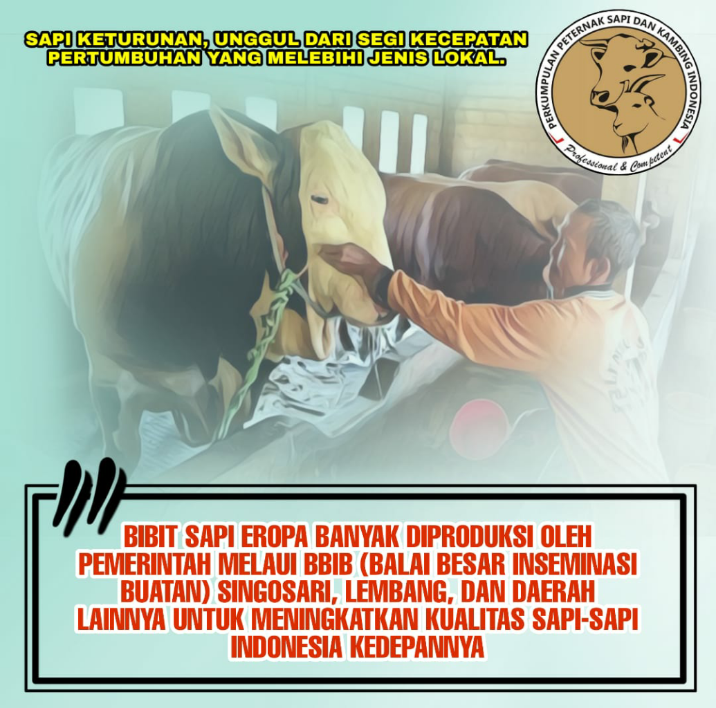 Hoaks Idul Adha, Jokowi Sumbangkan Sapi "Asing", Benarkah?