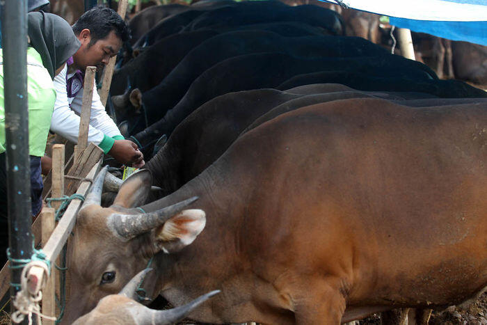 MUI perbolehkan daging kurban dibagikan berupa olahan