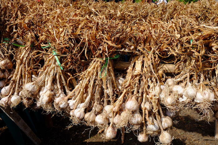 Suap bawang putih diklaim di luar radar Mendag