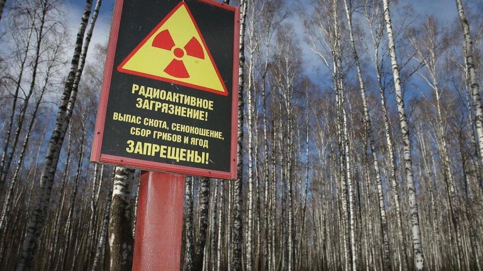 Bencana Chernobyl: Mengapa Tumbuhan Tahan Terhadap Radiasi Nuklir?