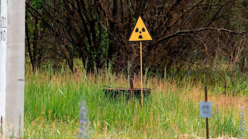 Bencana Chernobyl: Mengapa Tumbuhan Tahan Terhadap Radiasi Nuklir?