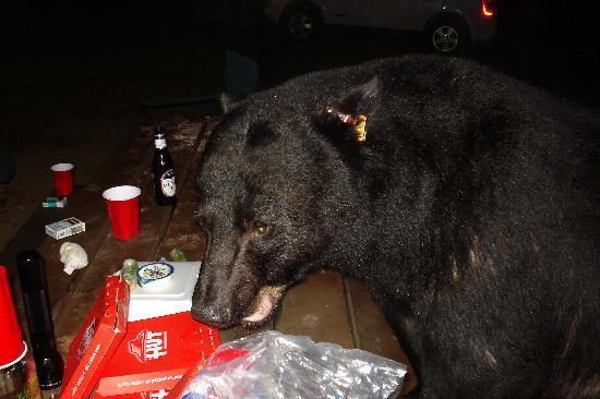 Waduh Beruang Hitam Di Negara Ini Semakin Sering Ke Pemukiman 