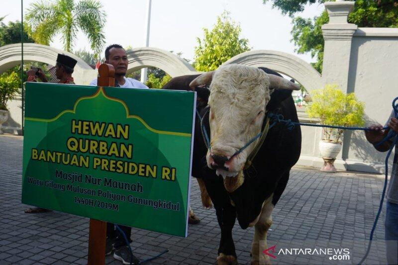 Mike Tyson Dan Black Sapi Qurban Mewah Di Indonesia