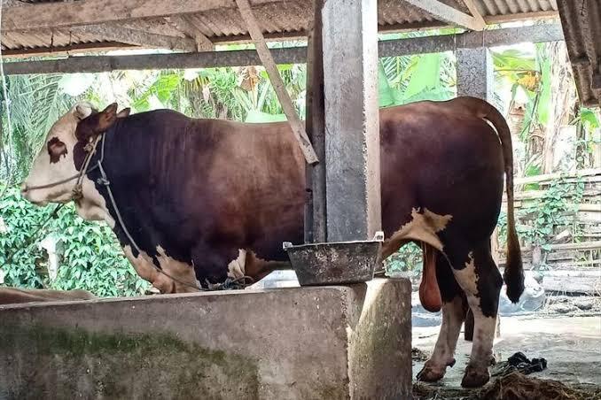 Mike Tyson Dan Black Sapi Qurban Mewah Di Indonesia