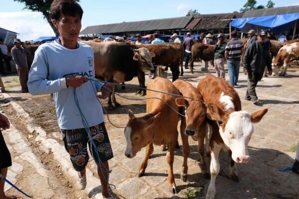 Bagikan Daging Kurban Matang, Pemprov DKI Gandeng Banyak Chef Hote