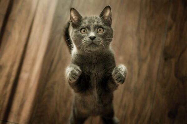 7 Makna Idiom Inggris Menggunakan Kata Kucing, Unik Banget!