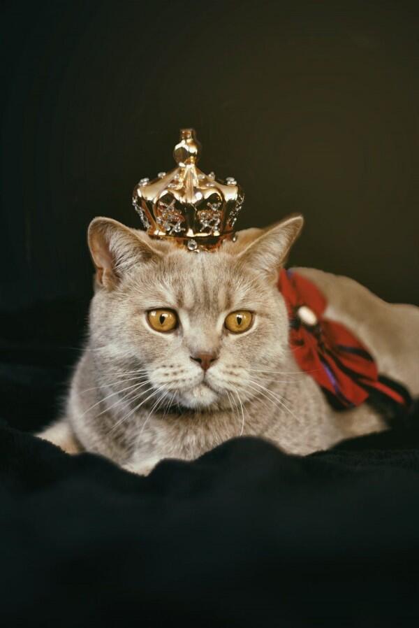 7 Makna Idiom Inggris Menggunakan Kata Kucing, Unik Banget!