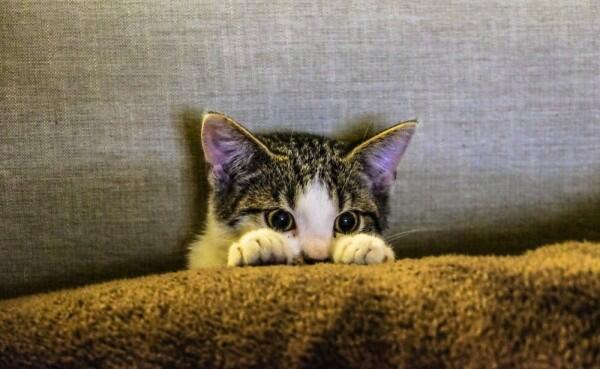 7 Makna Idiom Inggris Menggunakan Kata Kucing, Unik Banget!