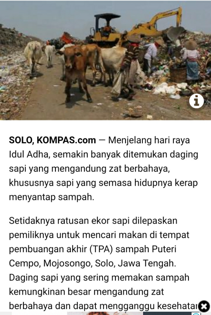 Para Sapi-sapi Ini, Apakah Aman Di Kurbankan? Bagaimana Jika Tidak?