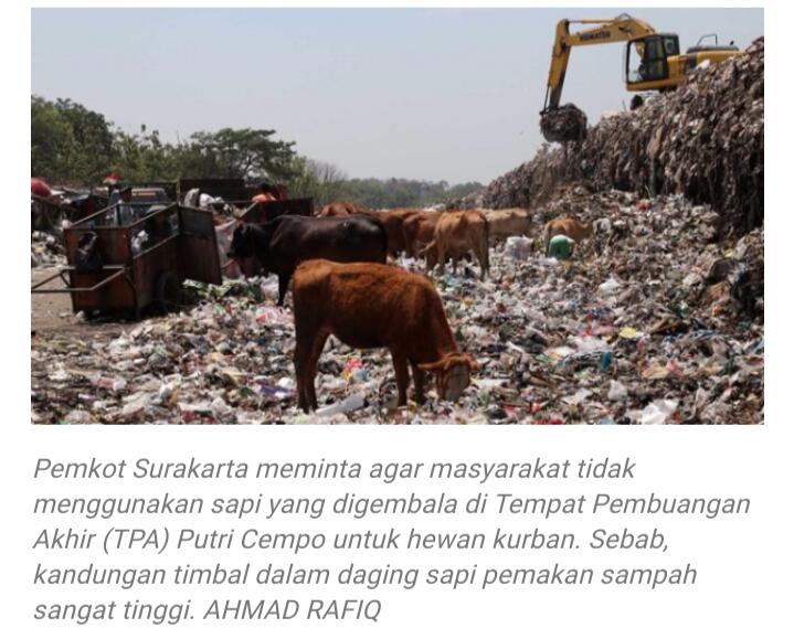 Para Sapi-sapi Ini, Apakah Aman Di Kurbankan? Bagaimana Jika Tidak?
