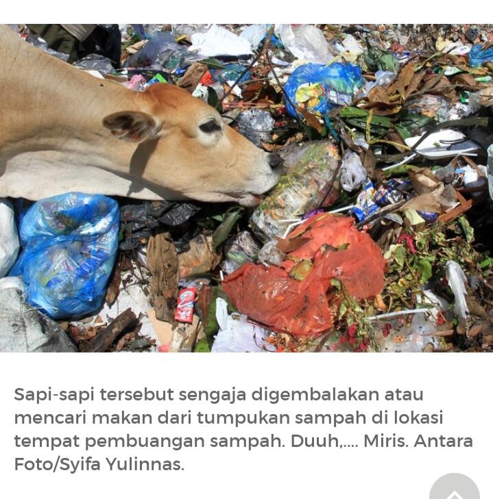 Para Sapi-sapi Ini, Apakah Aman Di Kurbankan? Bagaimana Jika Tidak?