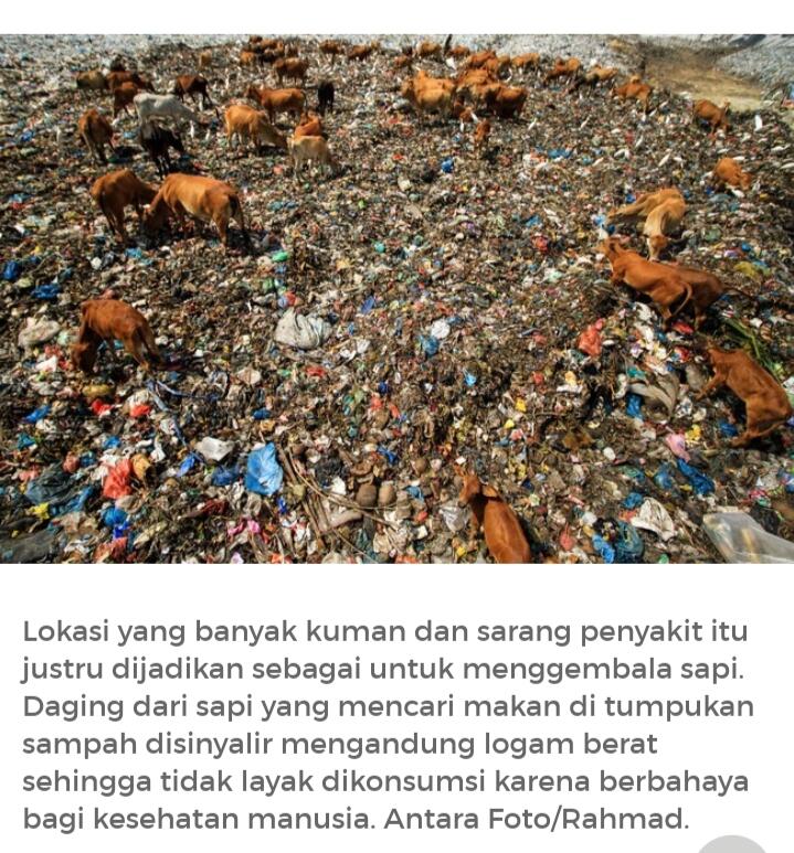 Para Sapi-sapi Ini, Apakah Aman Di Kurbankan? Bagaimana Jika Tidak?