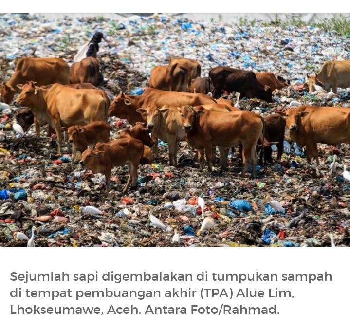Para Sapi-sapi Ini, Apakah Aman Di Kurbankan? Bagaimana Jika Tidak?