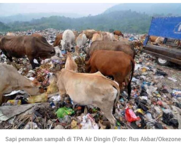 Para Sapi-sapi Ini, Apakah Aman Di Kurbankan? Bagaimana Jika Tidak?