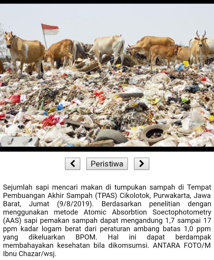 Para Sapi-sapi Ini, Apakah Aman Di Kurbankan? Bagaimana Jika Tidak?
